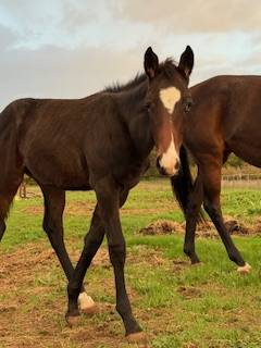 Colt French Saddle Pony For sale 2025 Bay