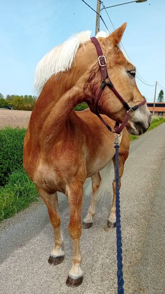 Gelding Haflinger For sale 2013 Chesnut