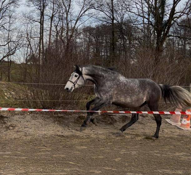 Gelding PRE Pure Spanish Bred For sale 2019 Grey
