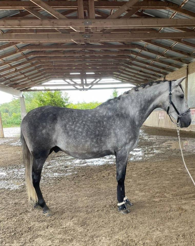 Gelding PRE Pure Spanish Bred For sale 2019 Grey