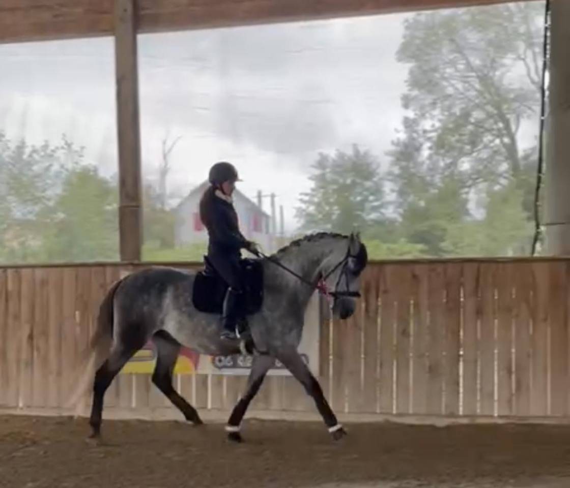 Gelding PRE Pure Spanish Bred For sale 2019 Grey