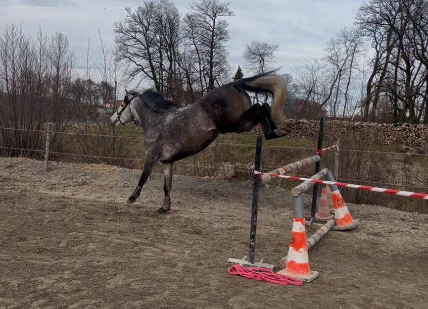Gelding PRE Pure Spanish Bred For sale 2019 Grey