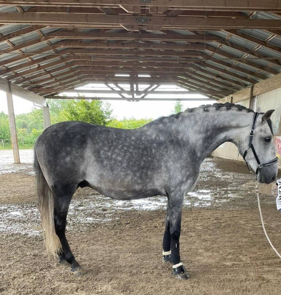 Gelding PRE Pure Spanish Bred For sale 2019 Grey