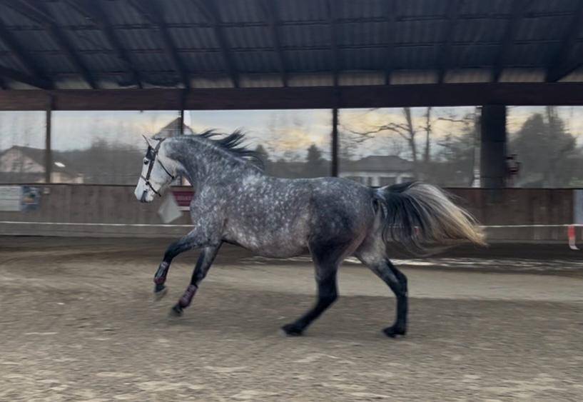 Gelding PRE Pure Spanish Bred For sale 2019 Grey
