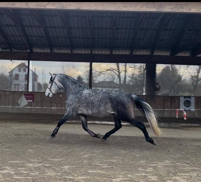 Gelding PRE Pure Spanish Bred For sale 2019 Grey