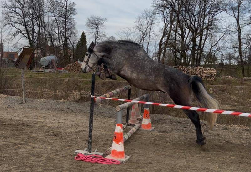 Gelding PRE Pure Spanish Bred For sale 2019 Grey