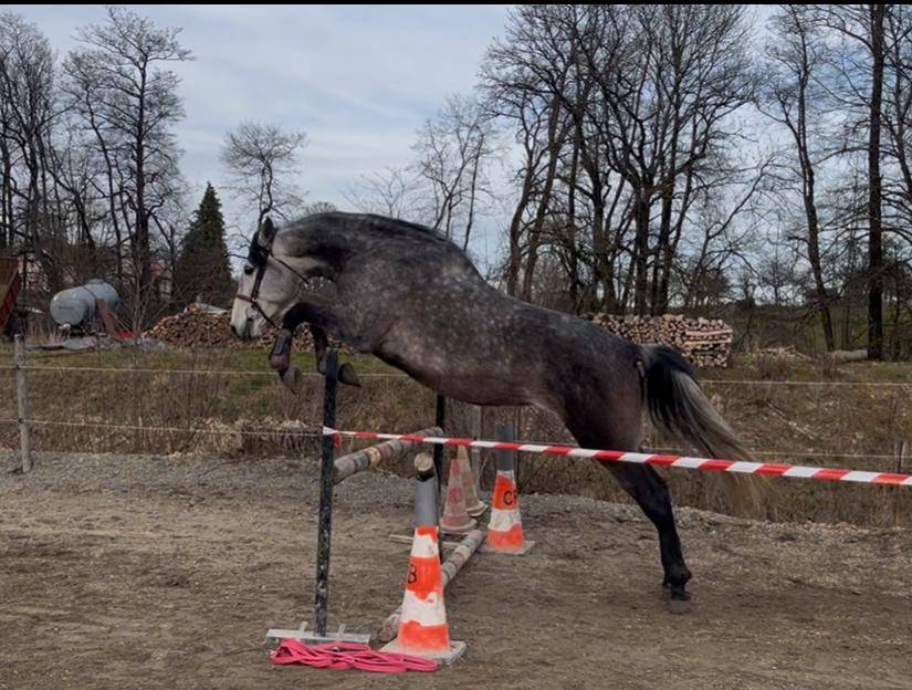 Gelding PRE Pure Spanish Bred For sale 2019 Grey