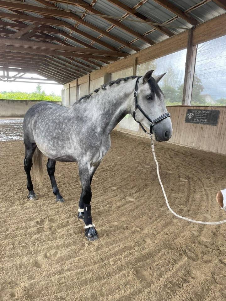 Gelding PRE Pure Spanish Bred For sale 2019 Grey