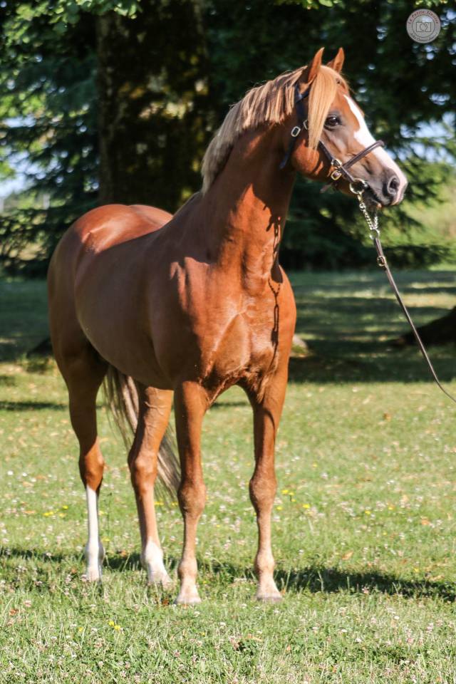 Filly Welsh Pony (Section B) For sale 2025 Chesnut