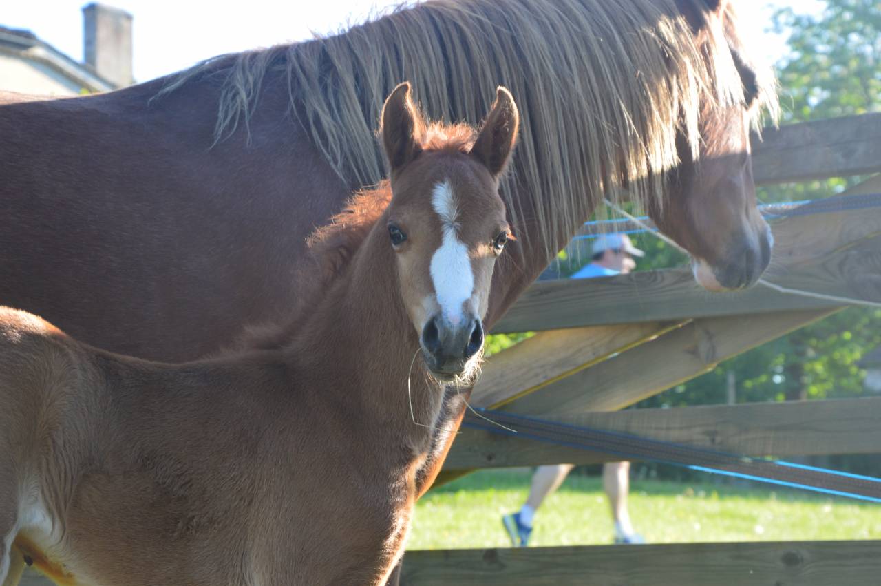 Filly Welsh Pony (Section B) For sale 2025 Chesnut