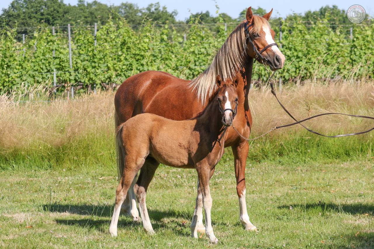 Filly Welsh Pony (Section B) For sale 2025 Chesnut