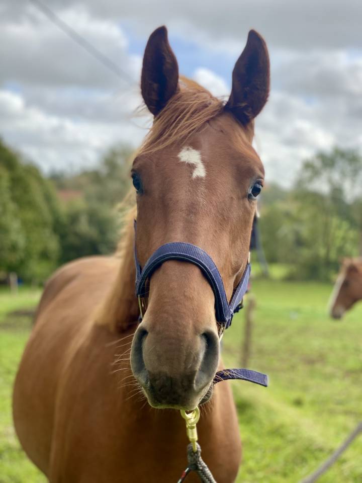 Gelding Origin Recorded For sale 2023 Chesnut