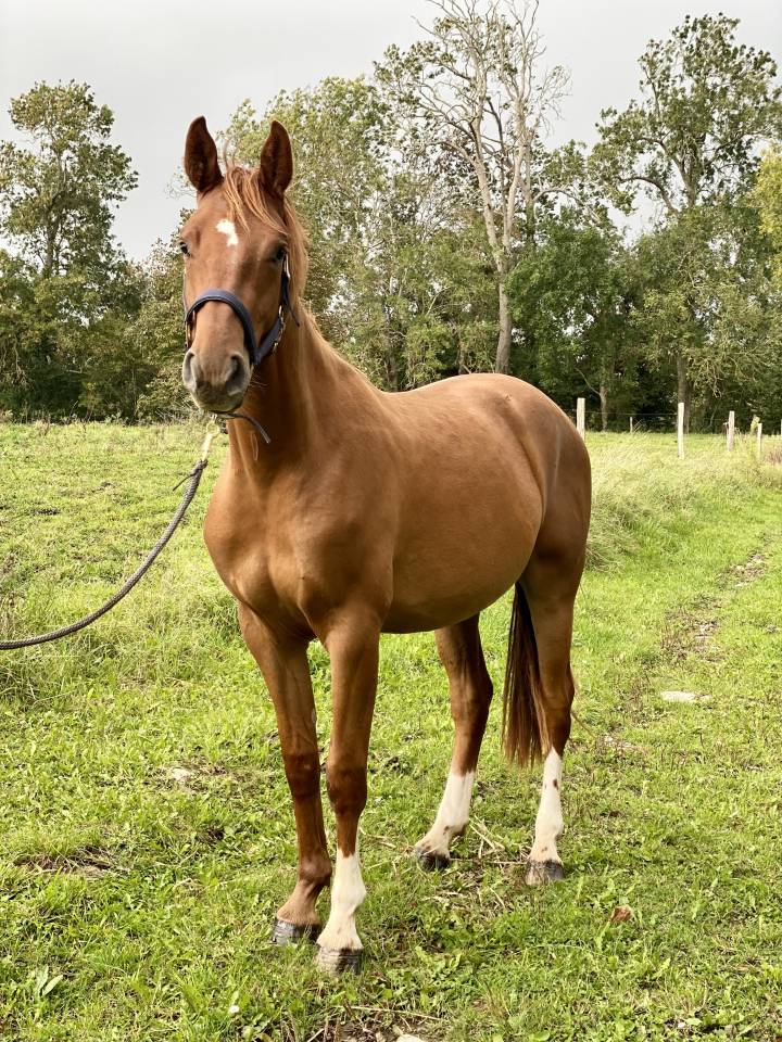 Gelding Origin Recorded For sale 2023 Chesnut