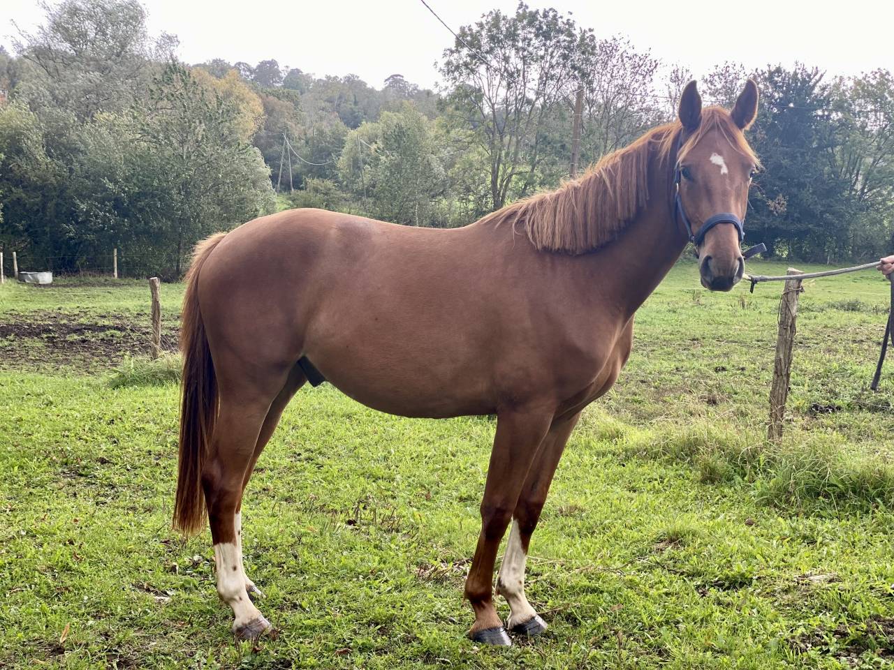 Gelding Origin Recorded For sale 2023 Chesnut