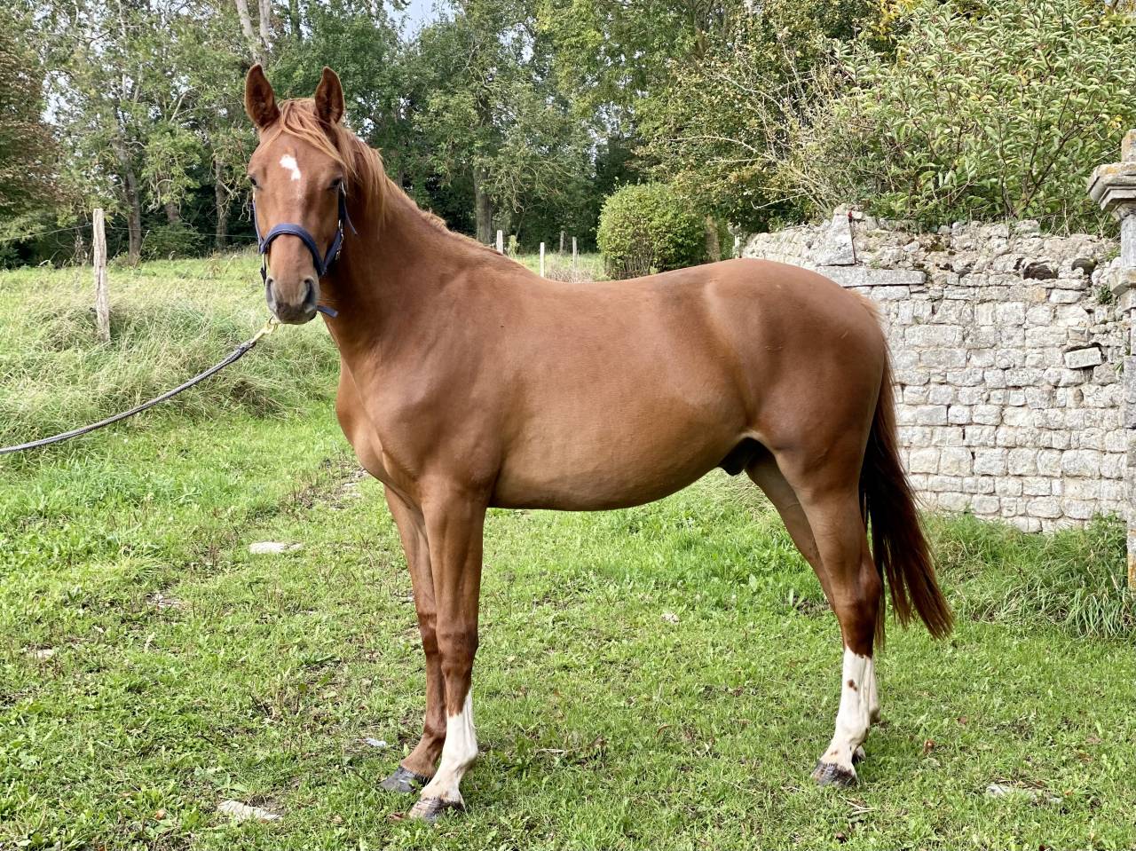Gelding Origin Recorded For sale 2023 Chesnut