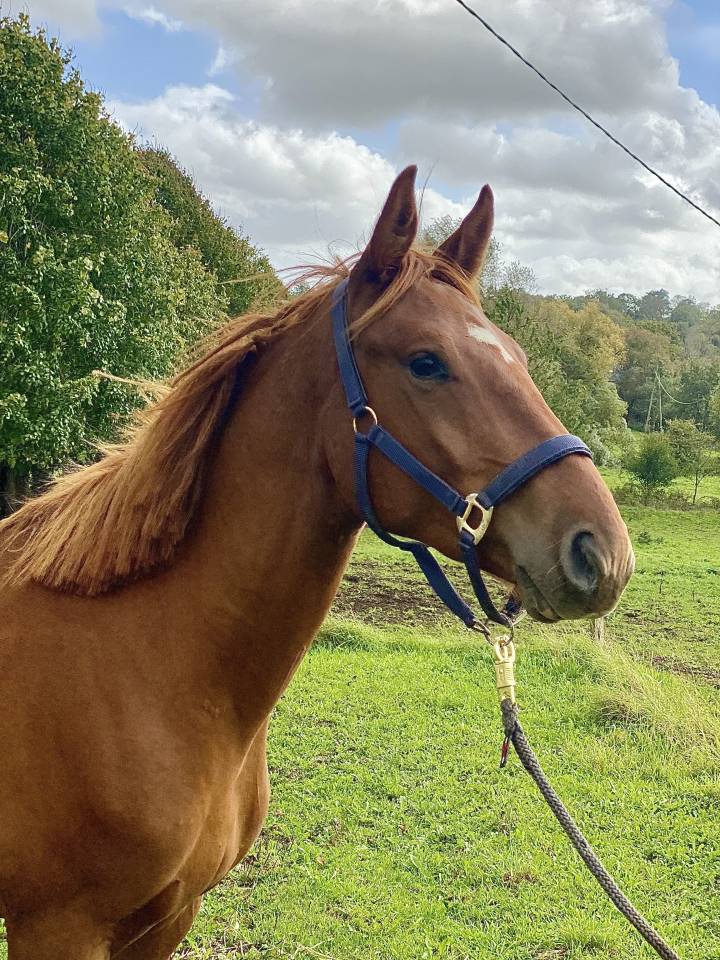 Gelding Origin Recorded For sale 2023 Chesnut