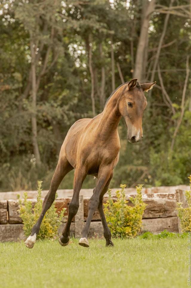 Filly Lusitano For sale 2024 Grey