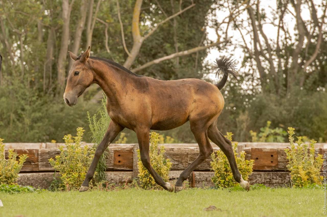 Filly Lusitano For sale 2024 Grey