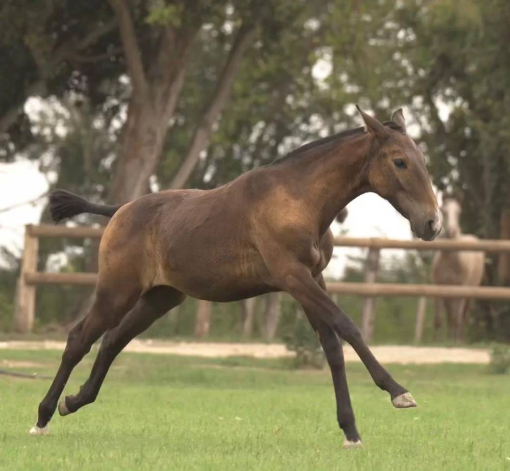 Filly Lusitano For sale 2024 Grey