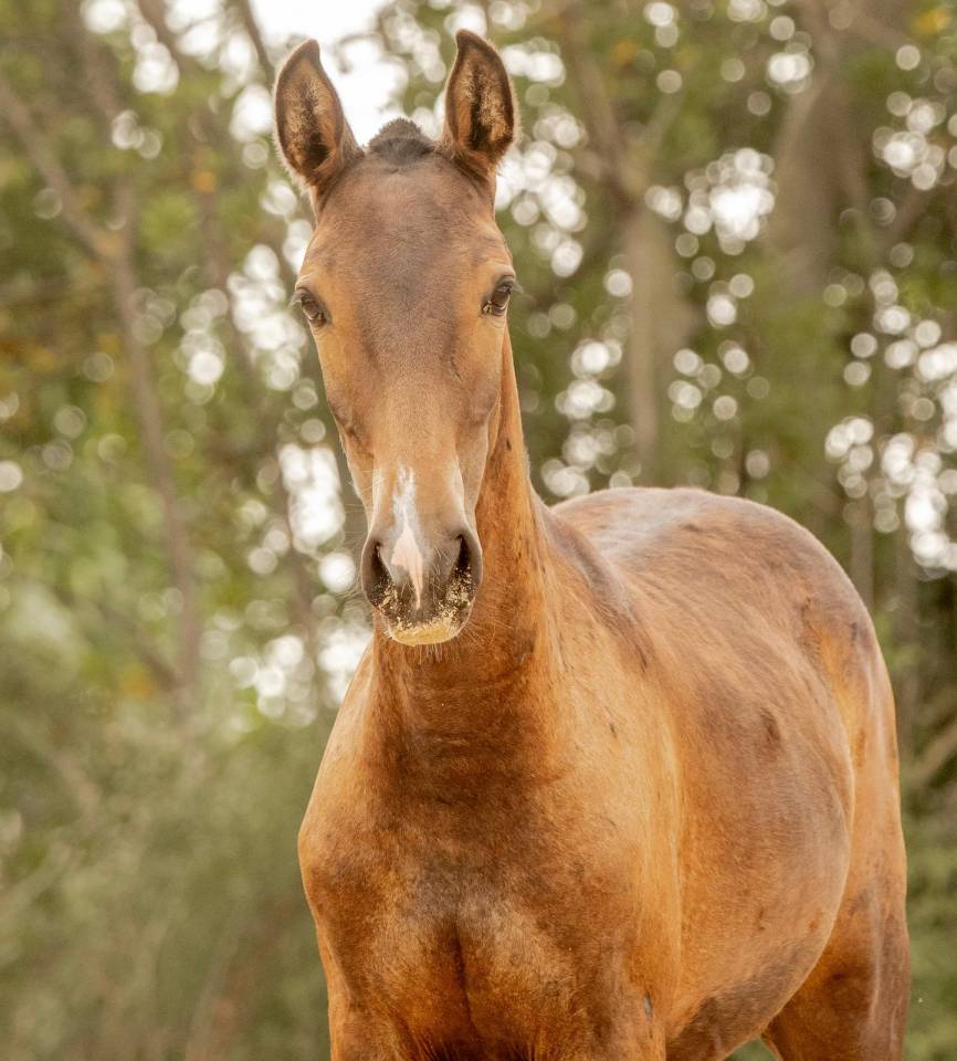 Filly Lusitano For sale 2024 Grey