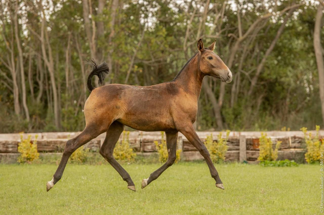 Filly Lusitano For sale 2024 Grey