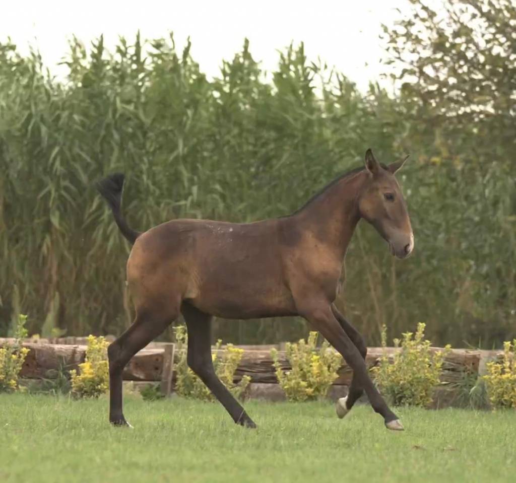 Filly Lusitano For sale 2024 Grey