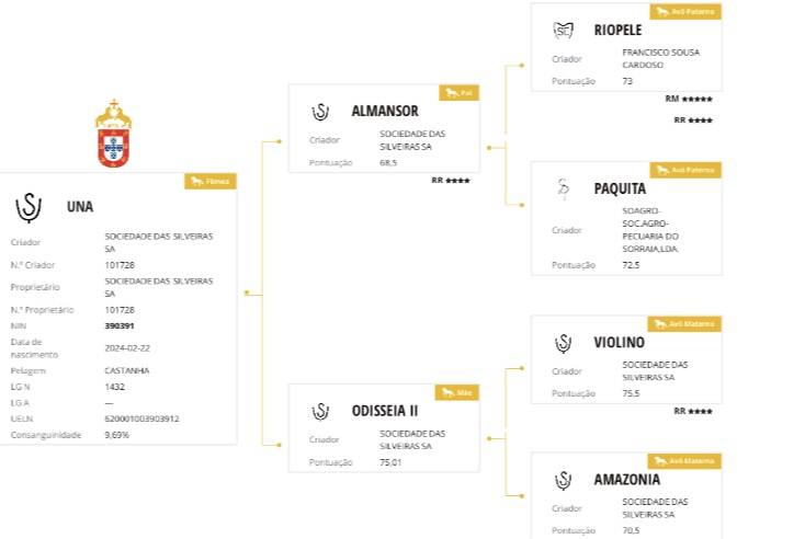 Filly Lusitano For sale 2024 Grey