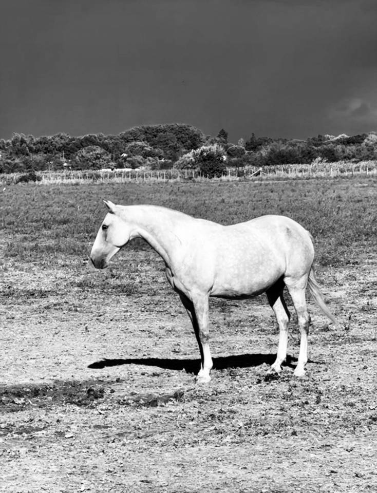 Filly Lusitano For sale 2024 Grey