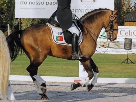 Filly Lusitano For sale 2024 Grey