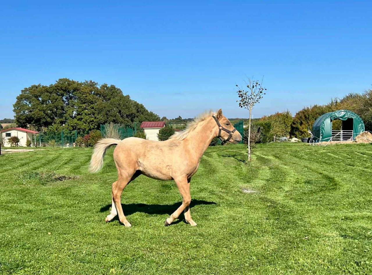 Colt French Saddle Pony For sale 2025 Palomino