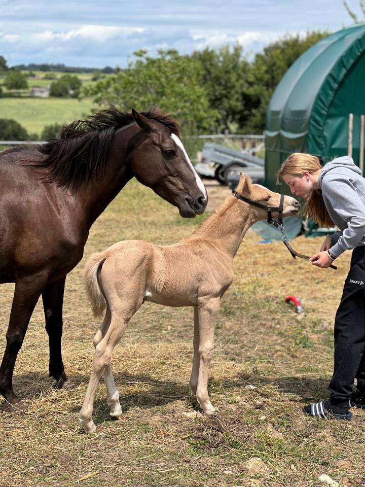 Colt French Saddle Pony For sale 2025 Palomino