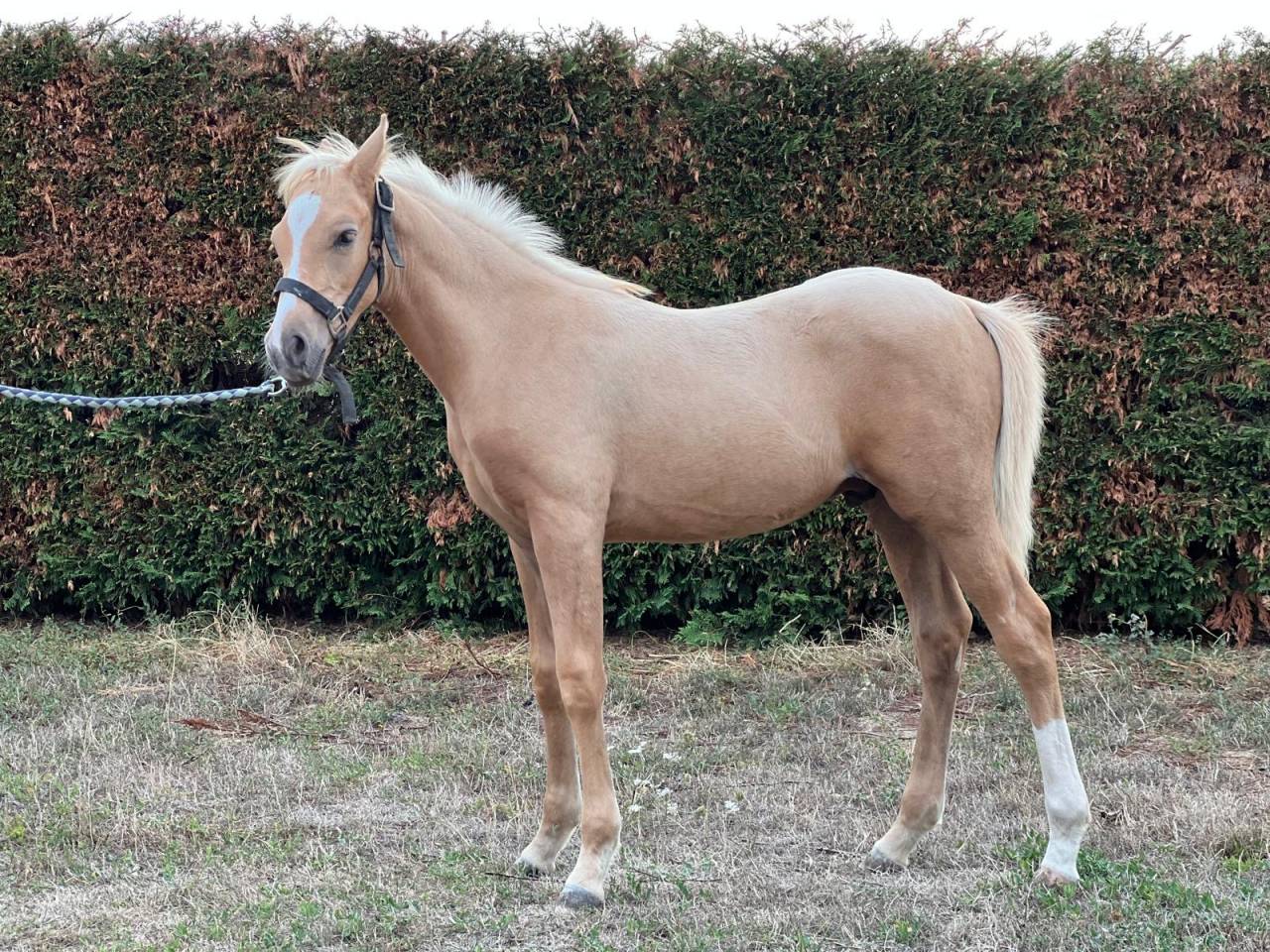 Colt French Saddle Pony For sale 2025 Palomino