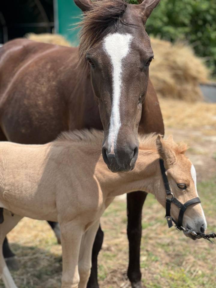 Colt French Saddle Pony For sale 2025 Palomino