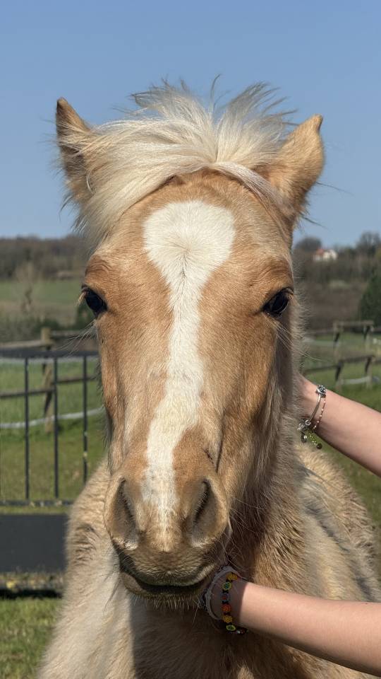 Colt French Saddle Pony For sale 2025 Palomino