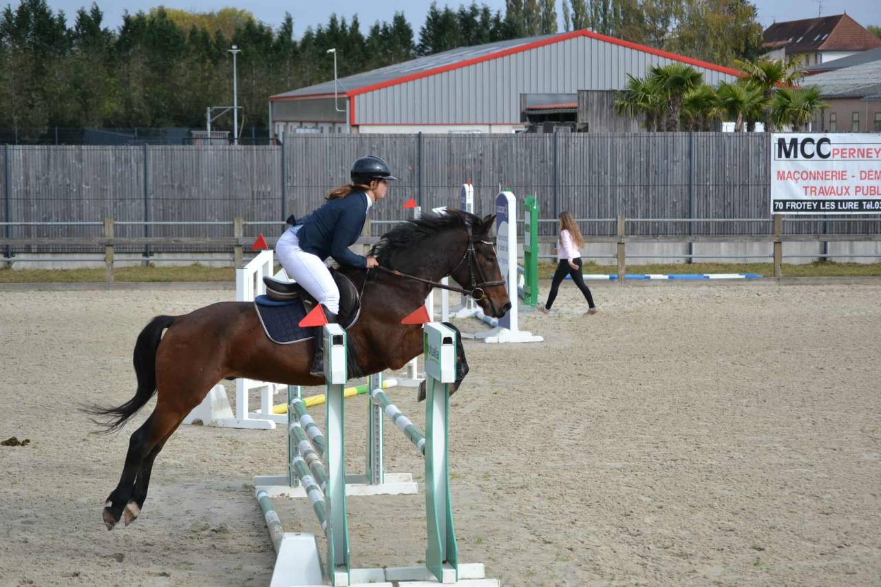 Gelding Connemara For sale 2021 Bay