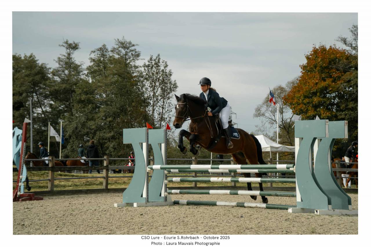 Gelding Connemara For sale 2021 Bay