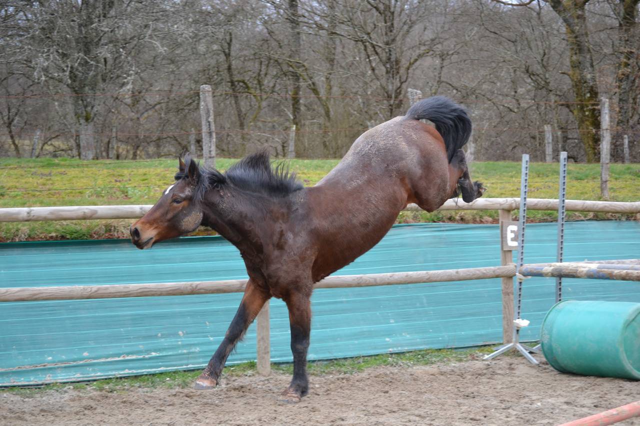 Gelding Connemara For sale 2021 Bay