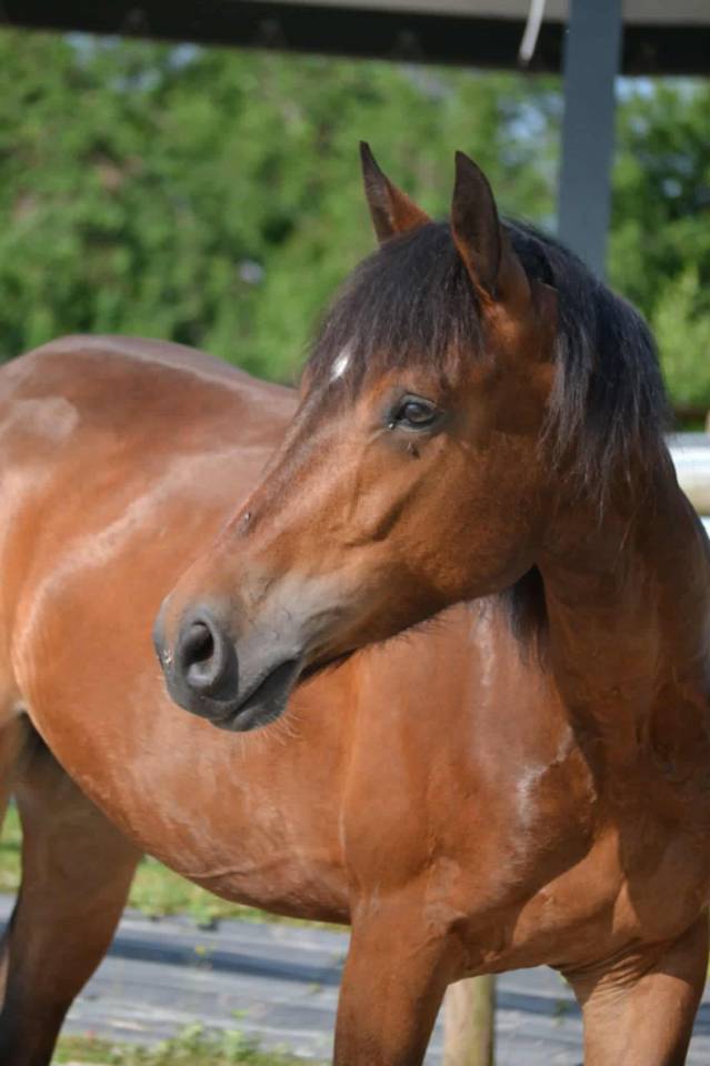 Gelding Connemara For sale 2021 Bay