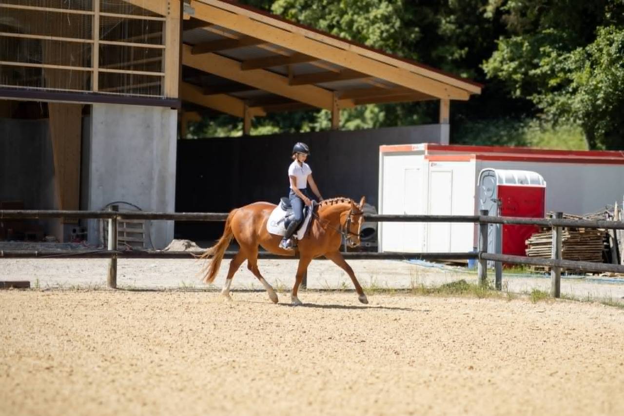 Mare Origin Recorded For sale 2019 Chesnut