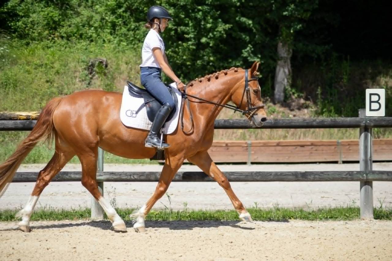 Mare Origin Recorded For sale 2019 Chesnut