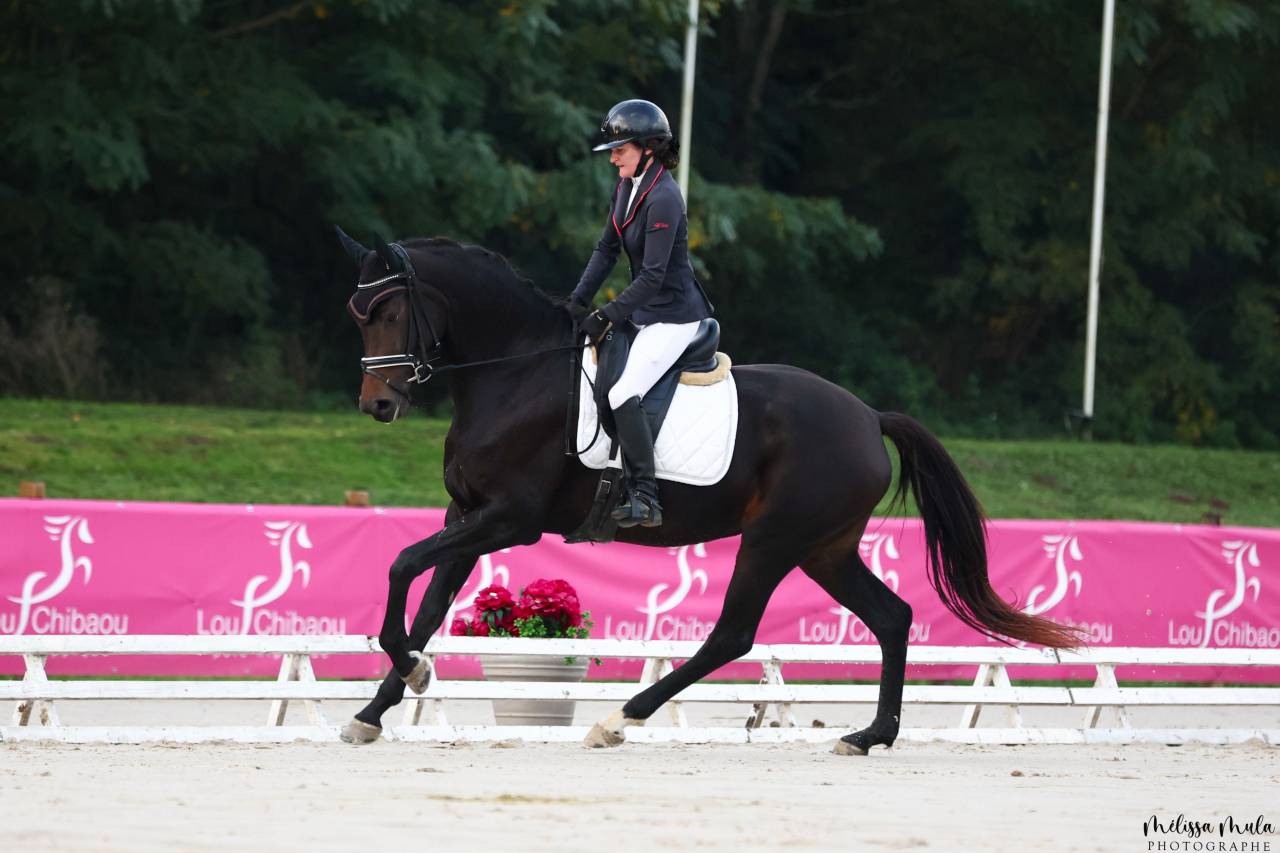 Mare KWPN Dutch Warmblood For sale 2020 Black