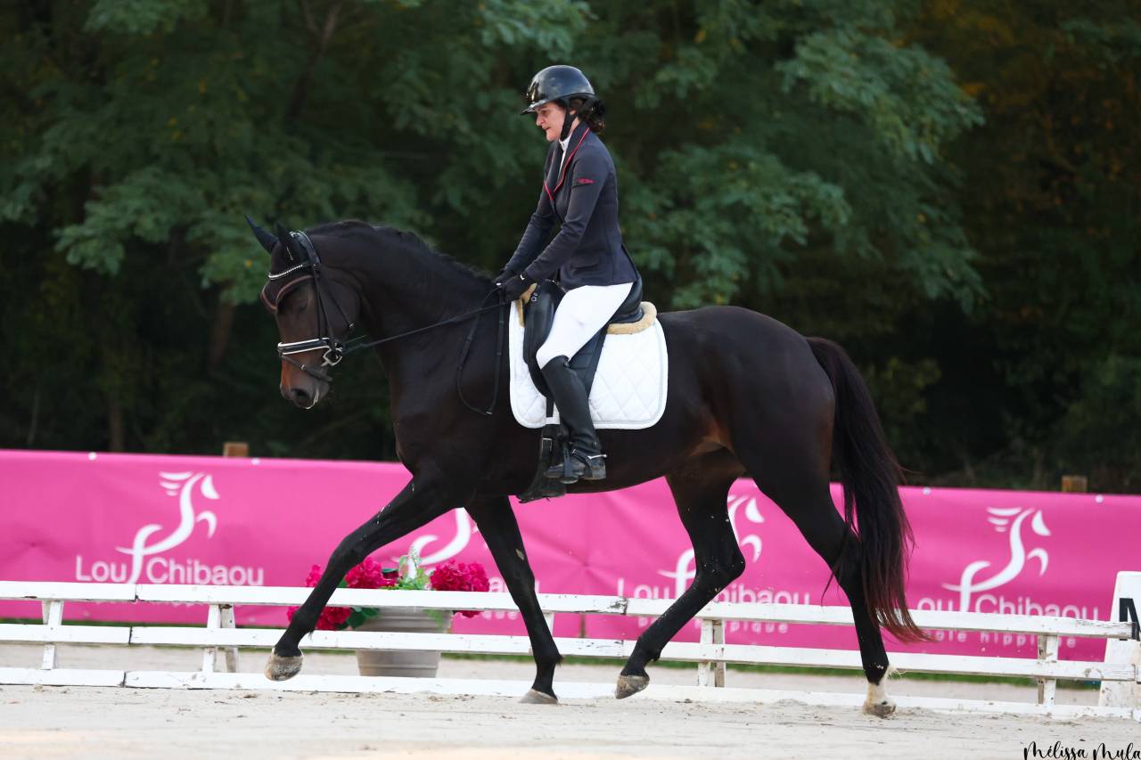 Mare KWPN Dutch Warmblood For sale 2020 Black