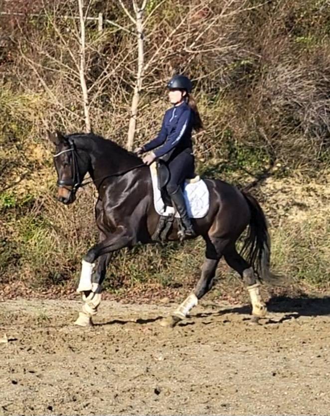 Mare KWPN Dutch Warmblood For sale 2020 Black
