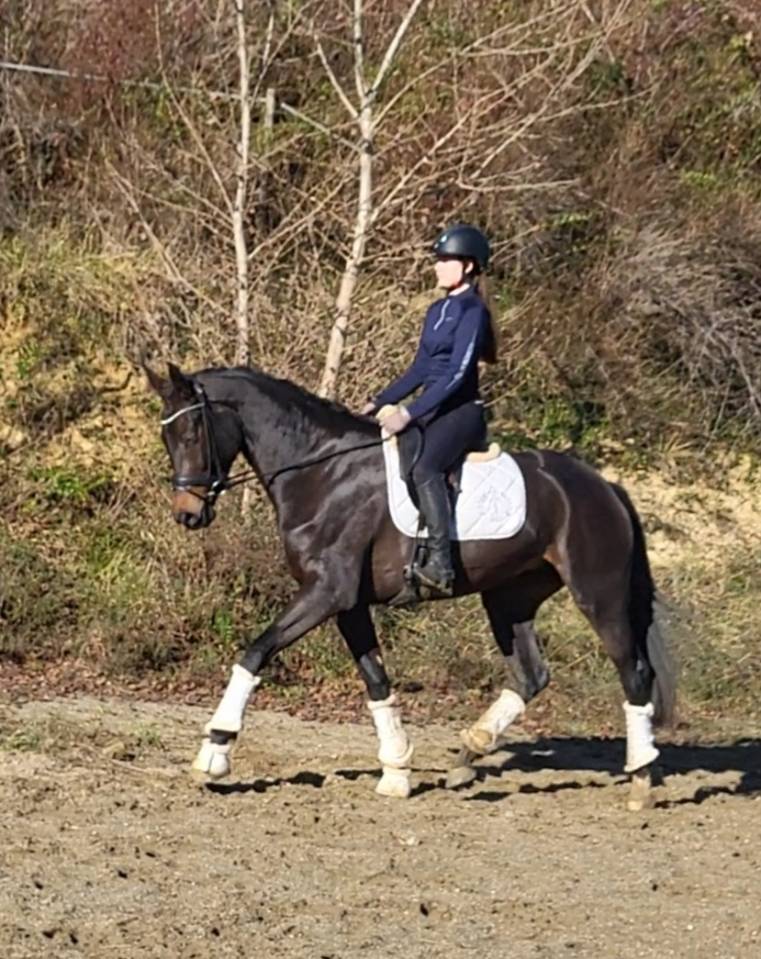 Mare KWPN Dutch Warmblood For sale 2020 Black