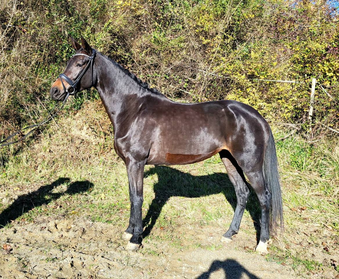 Mare KWPN Dutch Warmblood For sale 2020 Black