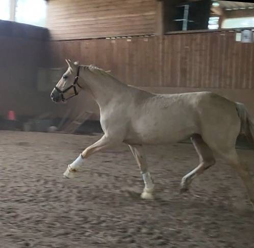 Mare AES Anglo European Studbook For sale 2020 Palomino