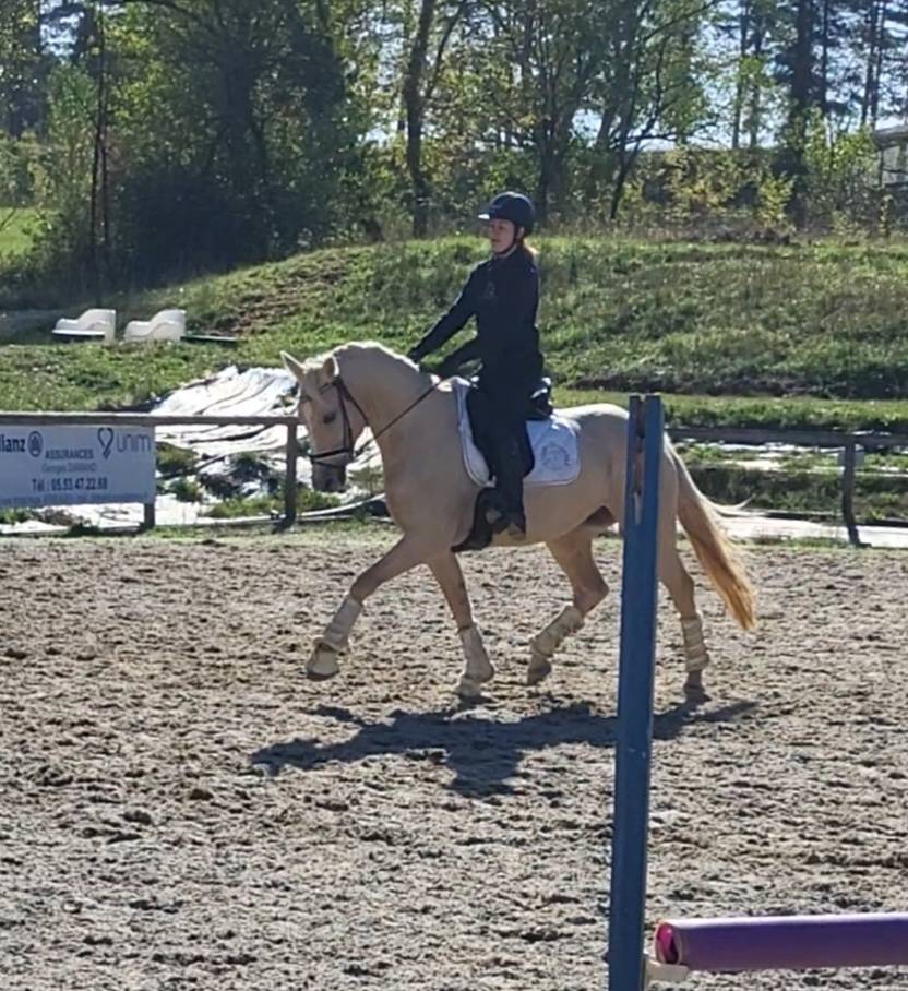 Mare AES Anglo European Studbook For sale 2020 Palomino