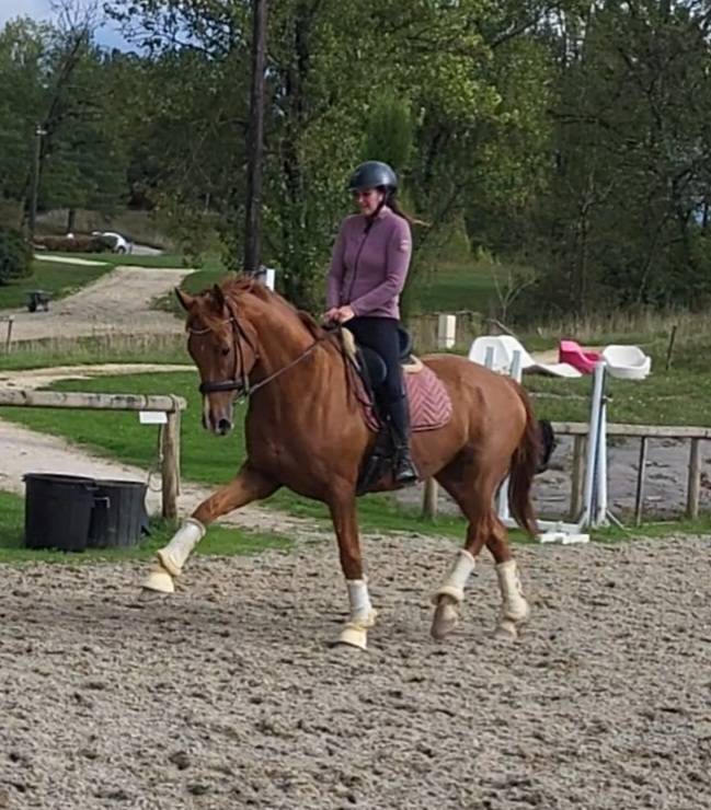 Gelding Oldenburg For sale 2018 Chesnut