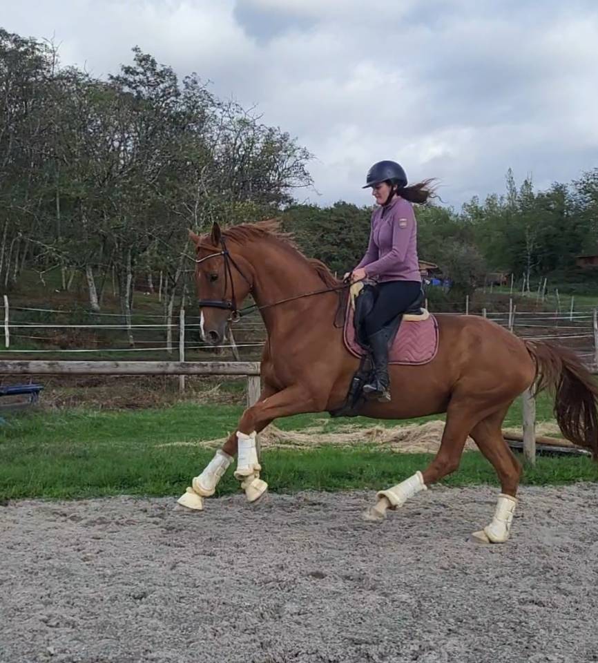 Gelding Oldenburg For sale 2018 Chesnut