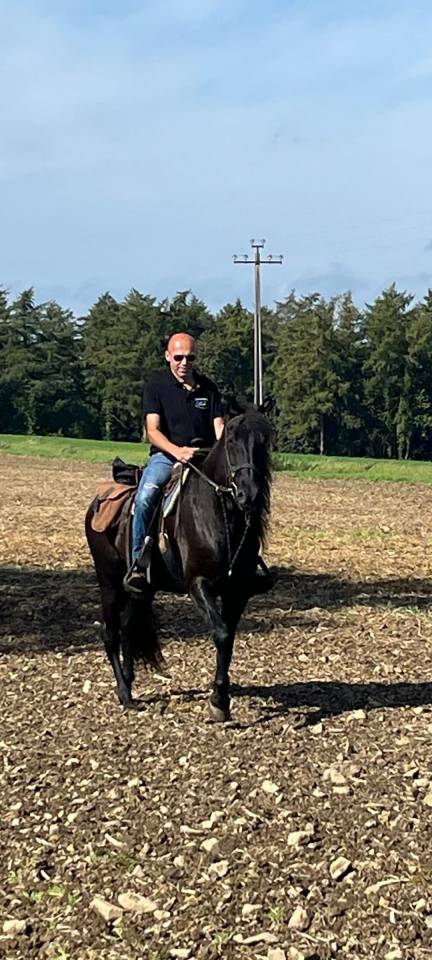 Gelding PRE Pure Spanish Bred For sale 2018 Black